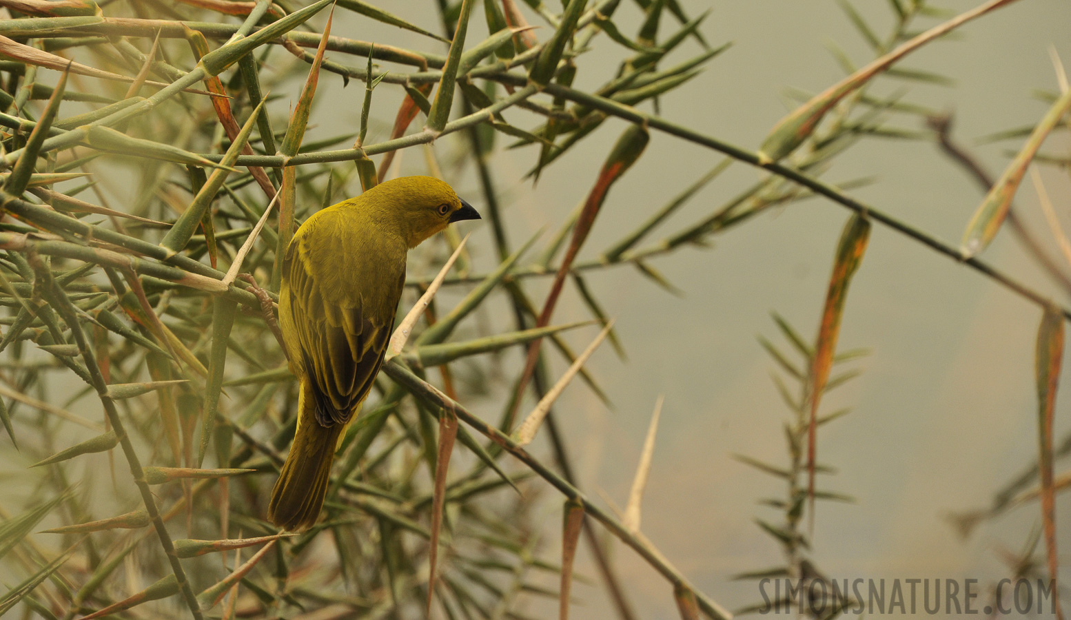 Ploceus xanthops [300 mm, 1/800 sec at f / 8.0, ISO 1000]